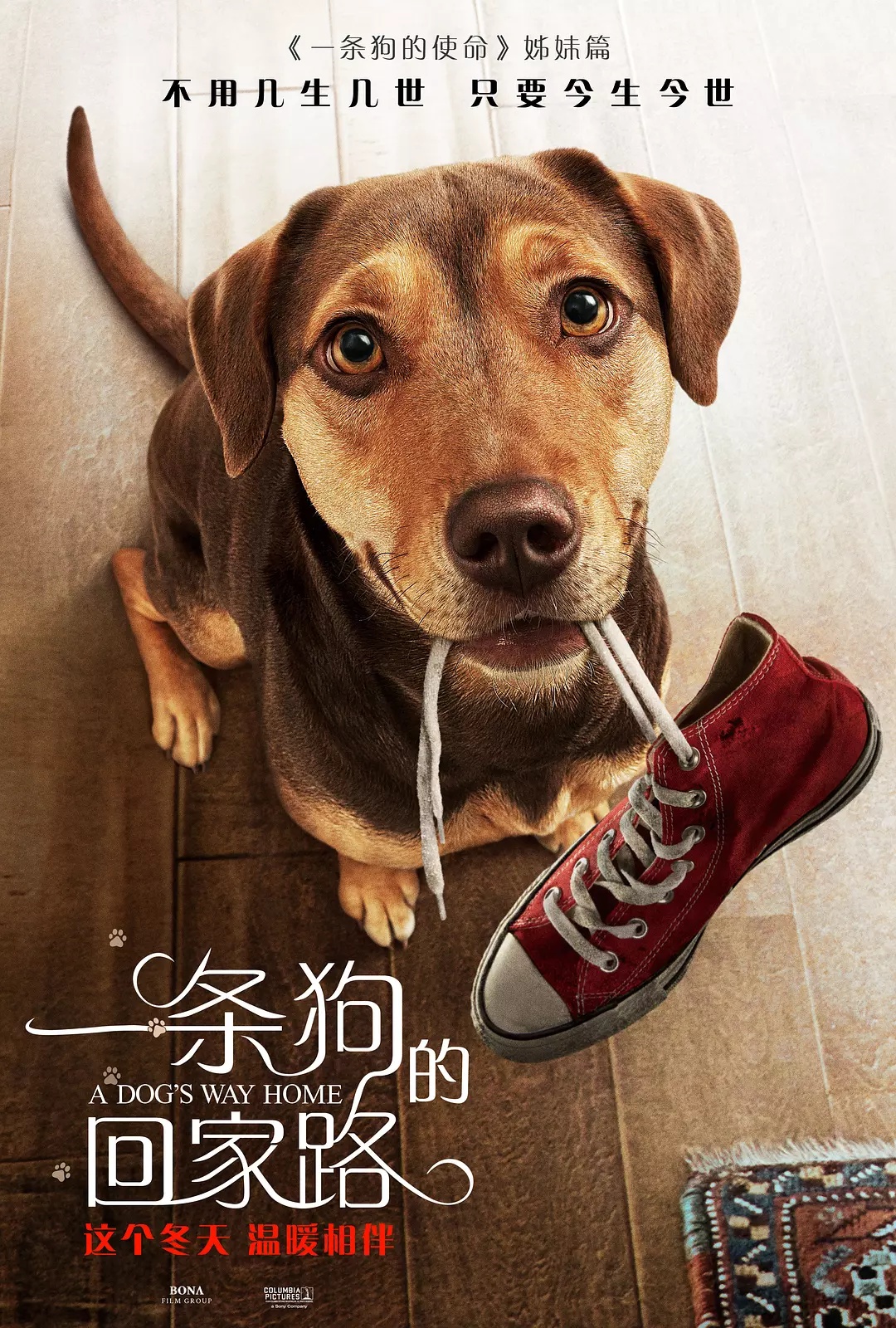 ดูหนังออนไลน์ฟรี ดูหนัง 4k A Dog s Way Home 2019 เพื่อนรักผจญภัยสี่ร้อยไมล์ 037moviefree