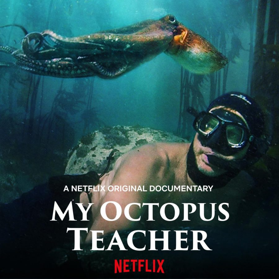 ดูหนังออนไลน์ฟรี ดูหนังออนไลน์ Netflix  My Octopus Teacher 2020 movie678